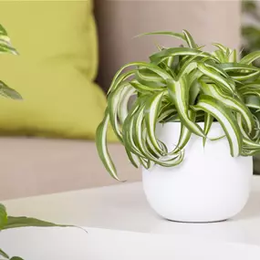 Chlorophytum Green Bonnie