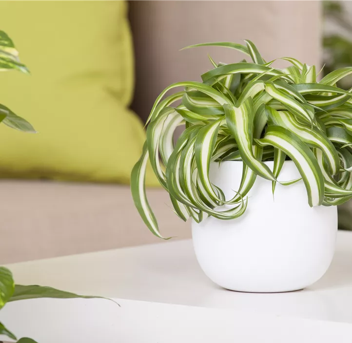 Grünlilie 'Green Bonnie'