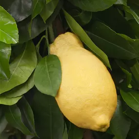 Citrus limon in Schale