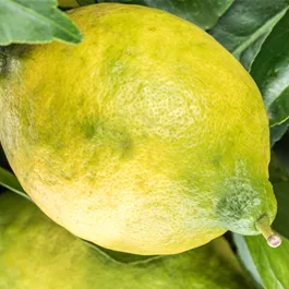 Citrus limon cerza Stamm