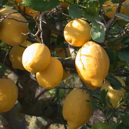 Citrus limon Danila Stamm