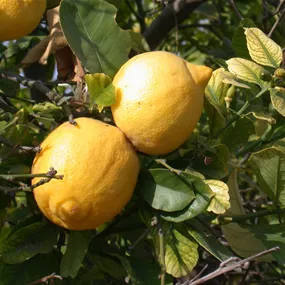 Citrus limon femminello incappucciato Stamm