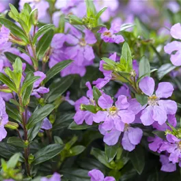 Cuphea hyssopifolia