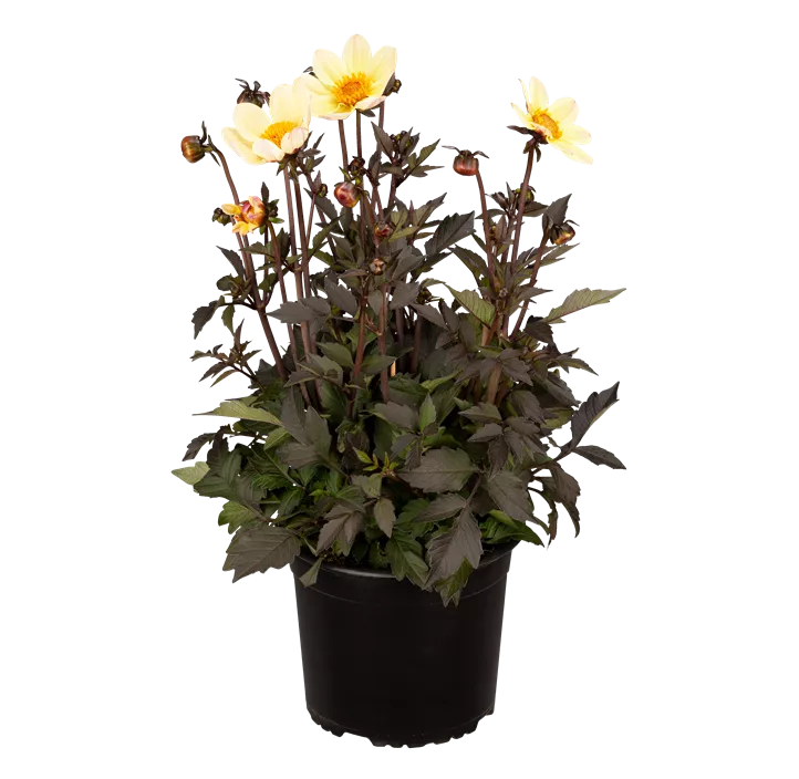 Einfach blühende Dahlie 'Happy Days Cream'