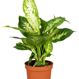 Dieffenbachia Compacta