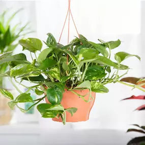 Epipremnum aureum Ampel