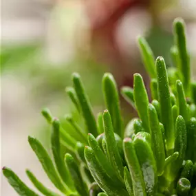Crassula ovata Hobbit