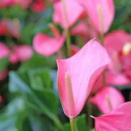 Anthurium andreanum Pink Champion