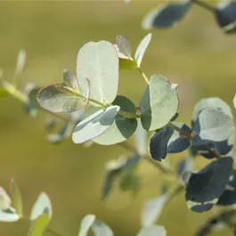 Eucalyptus gunnii