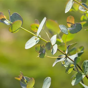 Eucalypthus gunnii Stamm