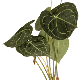 Anthurium clarinervium