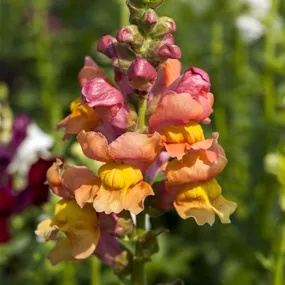 Antirrhinum majus