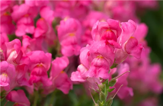 Antirrhinum majus Antirrhinum majus