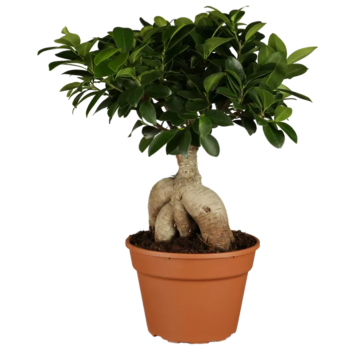 Chinesische Feige 'Ginseng'