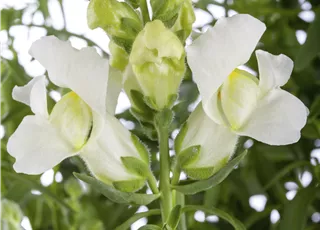 Antirrhinum majus