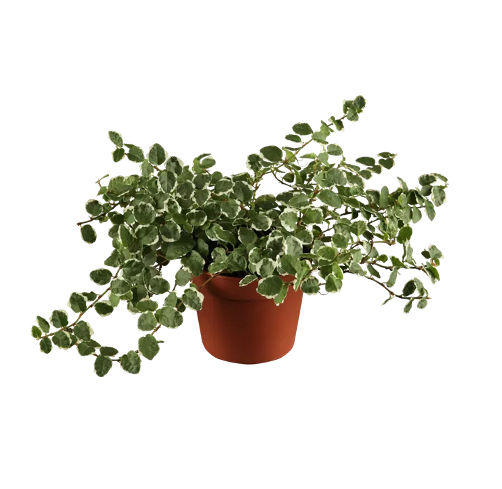 Kletter-Feige 'White Sunny'