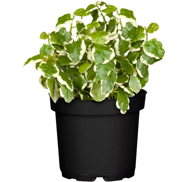 Kletter-Feige 'White Sunny'