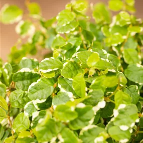 Ficus pumila White Sunny