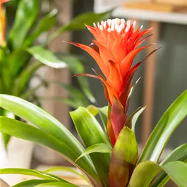 Guzmania hybride Hope