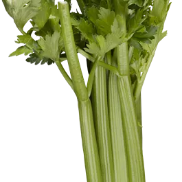 Apium graveolens Avalon