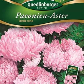 Astern Paeonien- Turm rosa 