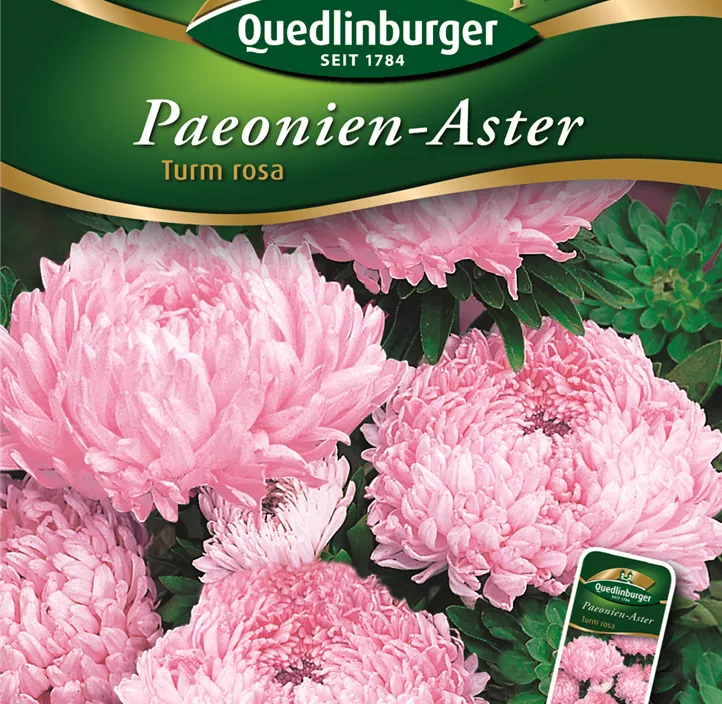 Astern Paeonien- Turm rosa 