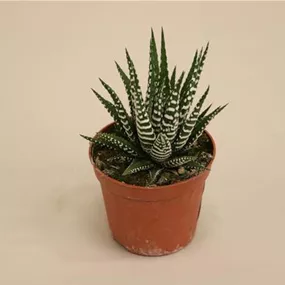 Haworthia fasciata Big Band