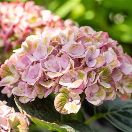 Hydrangea macrophylla Magical Revolution