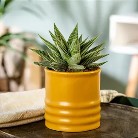 Haworthia Spider White