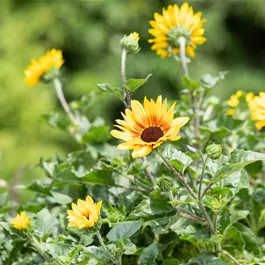 Helianthus annuus Sunbelievable