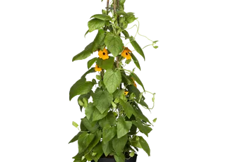 Thunbergia alata, Pyramide, goldgelb