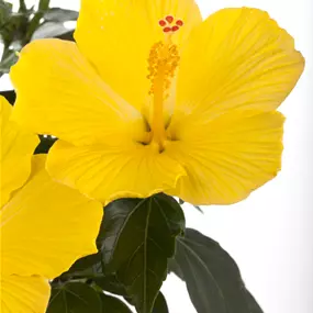 Hibiscus rosa sinensis Stamm