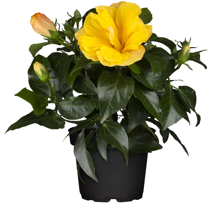 Chinesischer Roseneibisch