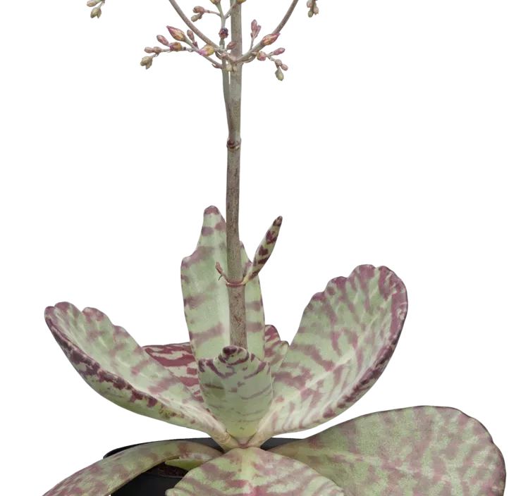 Kalanchoe 'Desert Surprise'