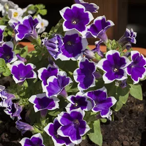 Petunia Hybride Calibrachoa Mille Baci