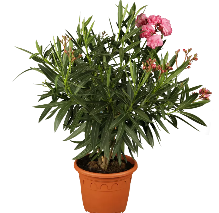 Oleander