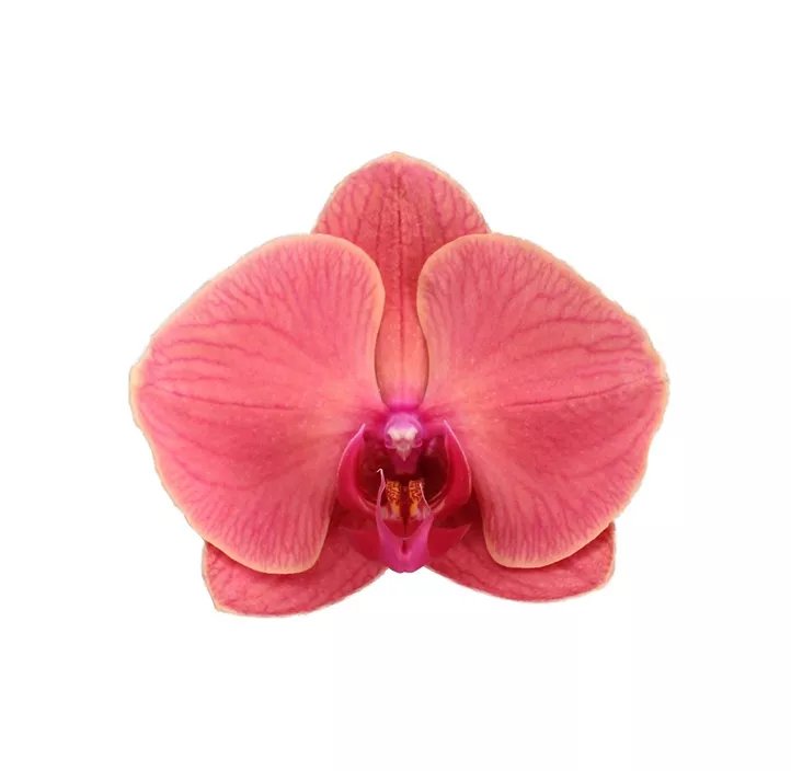 Schmetterlingsorchidee 'Asian Coral'