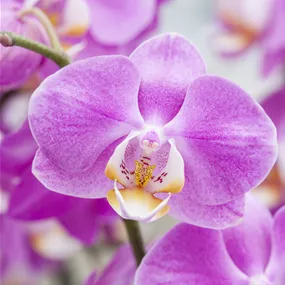 Phalaenopsis Hybride lila