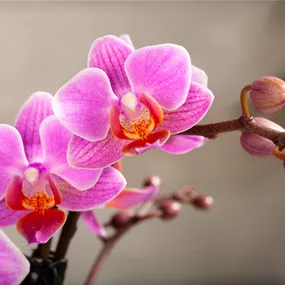 Phalaenopsis Hybride Kolibri rosa