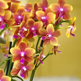 Phalaenopsis Parfum de Provence