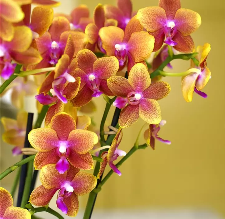 Schmetterlingsorchidee