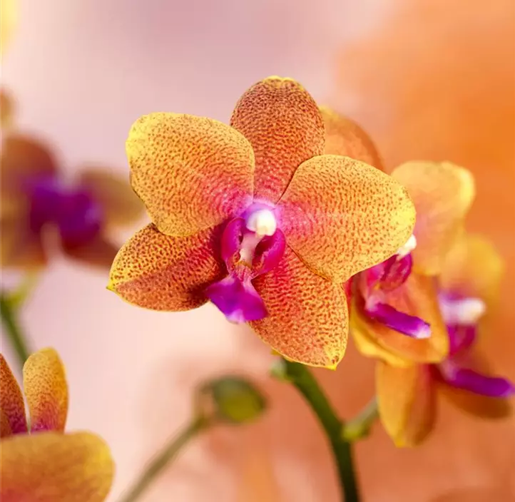 Schmetterlingsorchidee