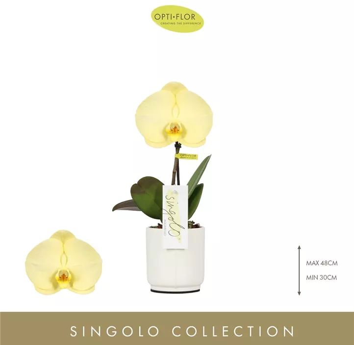 Schmetterlingsorchidee 'Singolo Lemon'