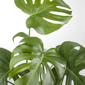 Monstera deliciosa