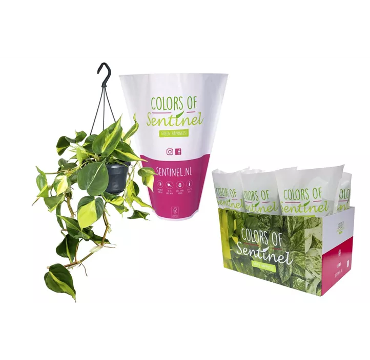 Kletternder Philodendron 'Brasil'