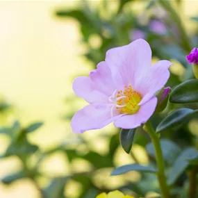 Portulaca grandiflora