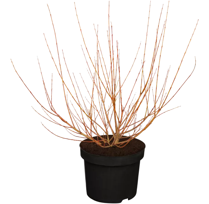 Harlekin-Weide 'Hakuro Nishiki'