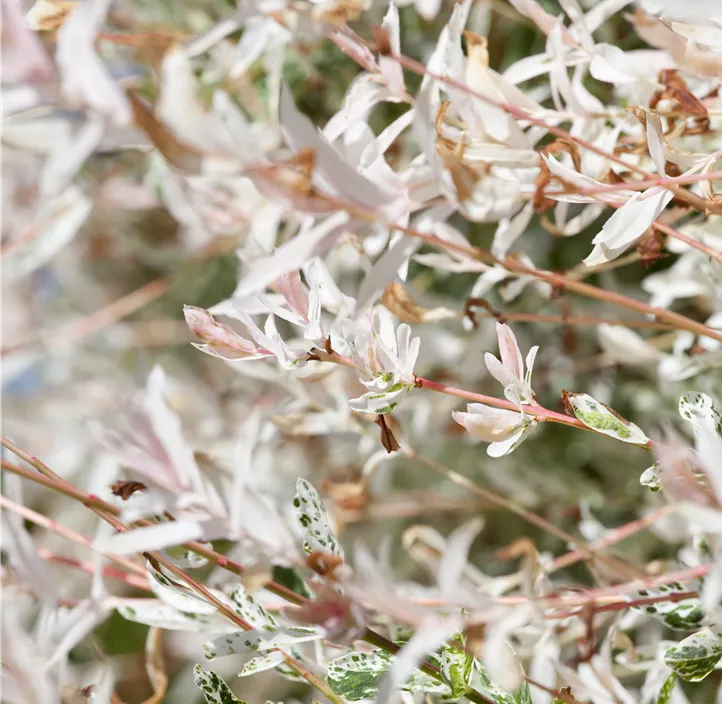 Harlekin-Weide 'Hakuro Nishiki'