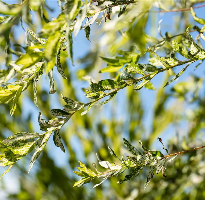 Harlekin-Weide 'Hakuro Nishiki'