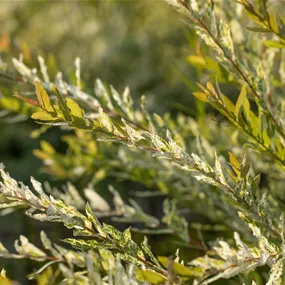 Salix integra 'Hakuro-nishiki', 12 Liter Topf